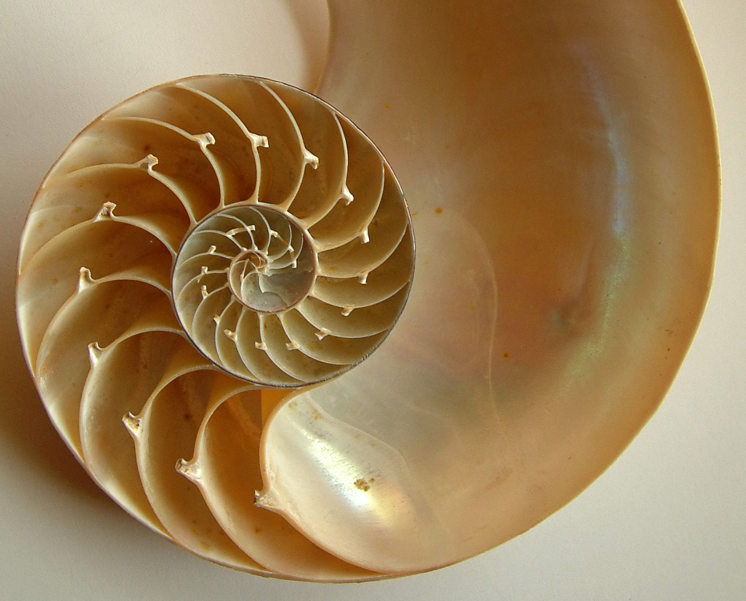 Shell gold.jpg